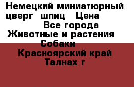 Немецкий миниатюрный(цверг) шпиц › Цена ­ 50 000 - Все города Животные и растения » Собаки   . Красноярский край,Талнах г.